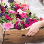 Cveće za terasu – najlepše biljke za vaš balkon